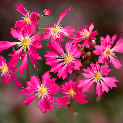 Dancing Pixies Tanee Blüten