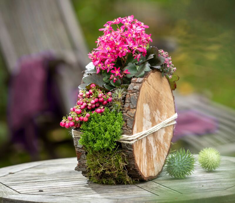 Holzscheiben bepflanzen