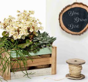 Dancing Pixies Tweeny in bemalter Holzkiste mit Holzscheibe "You grow girl" im Hintergrund.