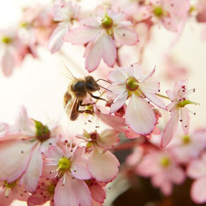 Bienen lieben mich! Dancing Pixies Tilda - Bienenfreundliche Staude.