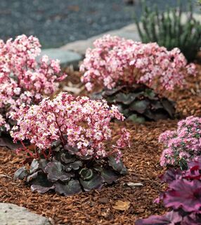 Thara zusammen mit Heuchera.