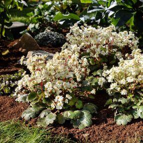 Dancing Pixies Tweeny neben Hortensien im Garten.