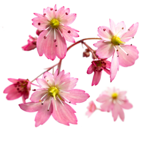 Dancing Pixies Markenzeichen: Die einzigartigen Blütenformen!