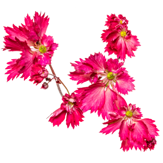Dancing Pixies® Talaya