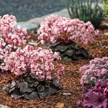 Dancing Pixies Tilda im Garten zusammen mit Heuchera und Sedum.