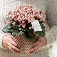 Dancing Pixies Tilda im modernen rosa Übertopf eignet sich gut als Geschenk!