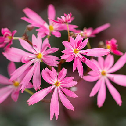 Dancing Pixies Tonya flowers