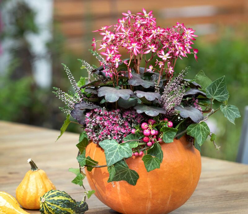 Autumn decoration with pumpkin