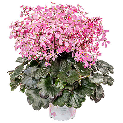 Dancing Pixies Tine concept pot