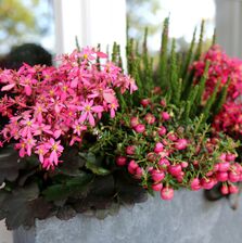 Blume 4