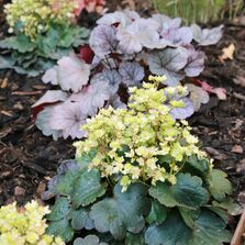 Dancing Pixies Tiana zusammen mit Heuchera im Beet.