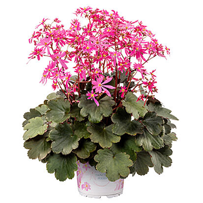 Dancing Pixies Tonya concept pot