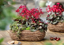 Dancing Pixies Tally auf dem Terrassentisch in einem dunkelbraunen Flechtkorb mit Sedum und Sternmoos.