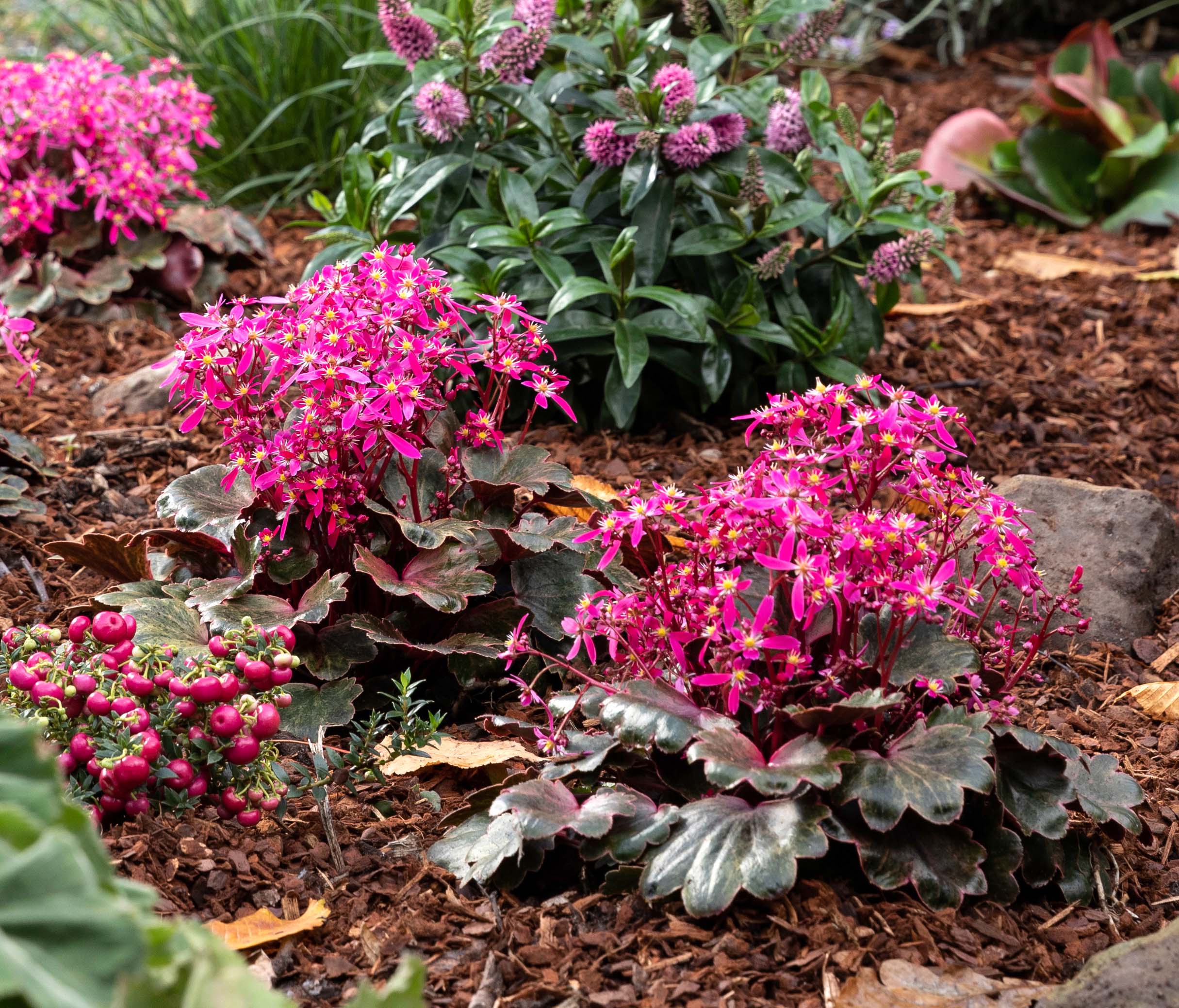 Tips & tricks for garden plantings