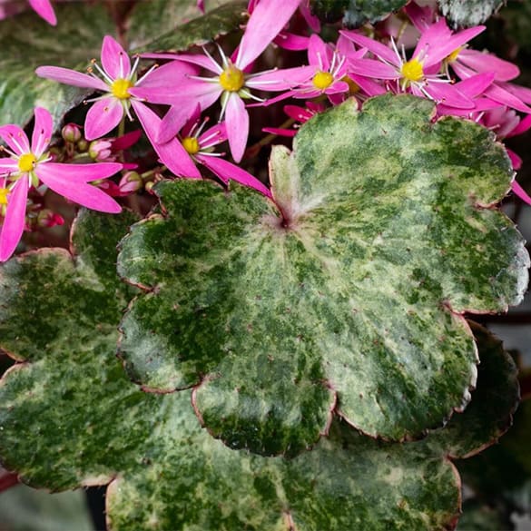 Leaf shape of Dancing Pixies